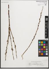 Foto von Salix purpurea L.